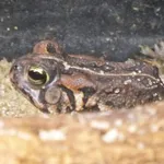 Fowler's Toad