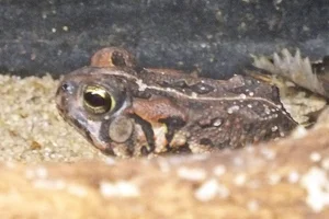 Fowlerpad