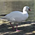 Snow Goose