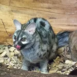 Common Genet