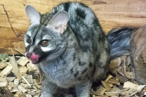 Genetkat