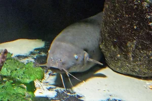 African Electric Catfish