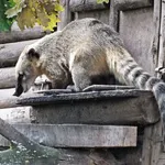 South American Coati