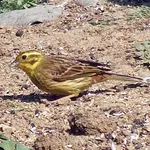 Common Yellowhammer
