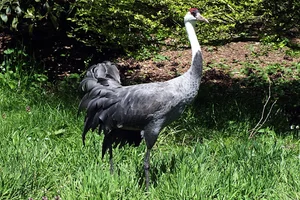 Monnikskraanvogel