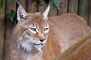 Lynx