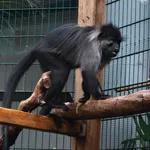 Grey-cheeked Mangabey