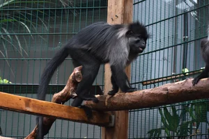 Grijswangmangabey