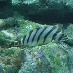 Cheilodactylus zonatus
