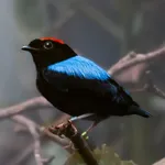 Blue-backed Manakin