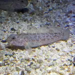 Black Goby