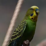 Budgerigar