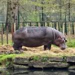 Hippopotamus