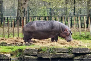 Nijlpaard