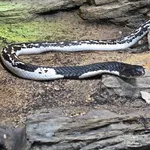 Black And White Spitting Cobra