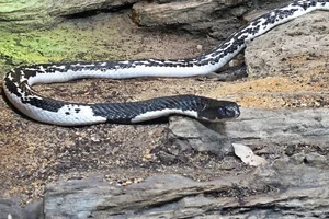 Indochinese spitting cobra