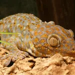 Tokay Gecko
