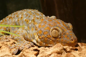 Tokeh