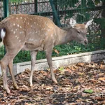Sika Deer