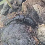 Prosopocoilus girafa