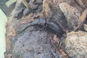 Prosopocoilus girafa