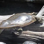 Eastern Spiny Softshell