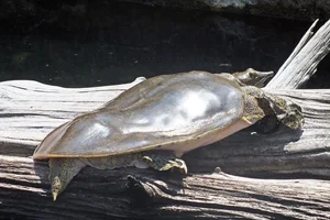 Eastern Spiny Softshell