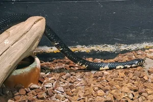 Forest cobra