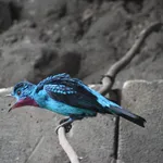 Spangled Cotinga