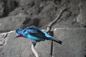 Halsbandcotinga