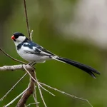 Pin-tailed Whydah