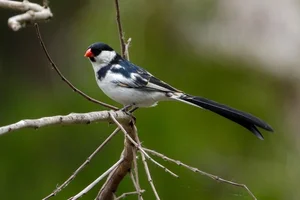 Dominicanerwida