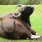 Gaur