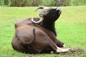 Gaur