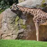 Nubian Giraffe