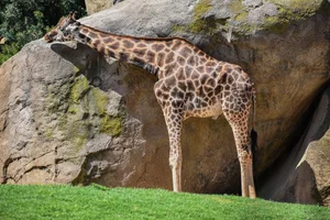 Nubian giraffe