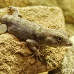 Carter’s Semaphore Gecko
