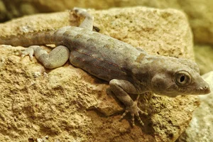 Carter’s Semaphore Gecko