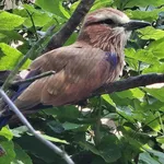 Purple Roller