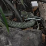 Baron's Green Racer