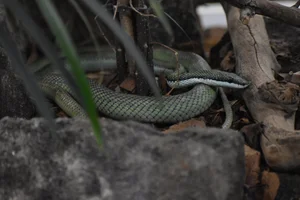 Baron's Green Racer