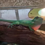 Knight Anole