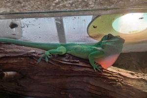 Ridderanolis