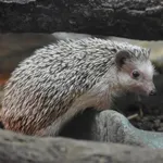 Four-toed Hedgehog