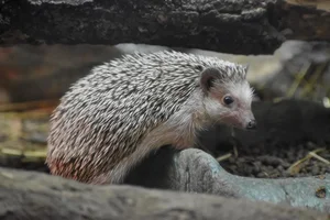 Witbuikegel