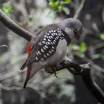 Diamond Firetail