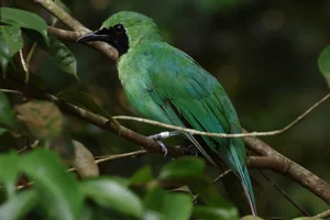 Blauwbaardbladvogel