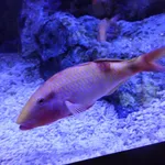 Banded Goatfish