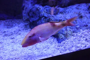 Banded Goatfish