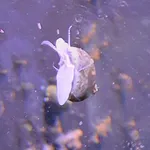 Common Periwinkle